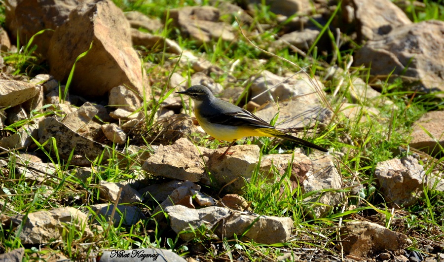 Grey Wagtail