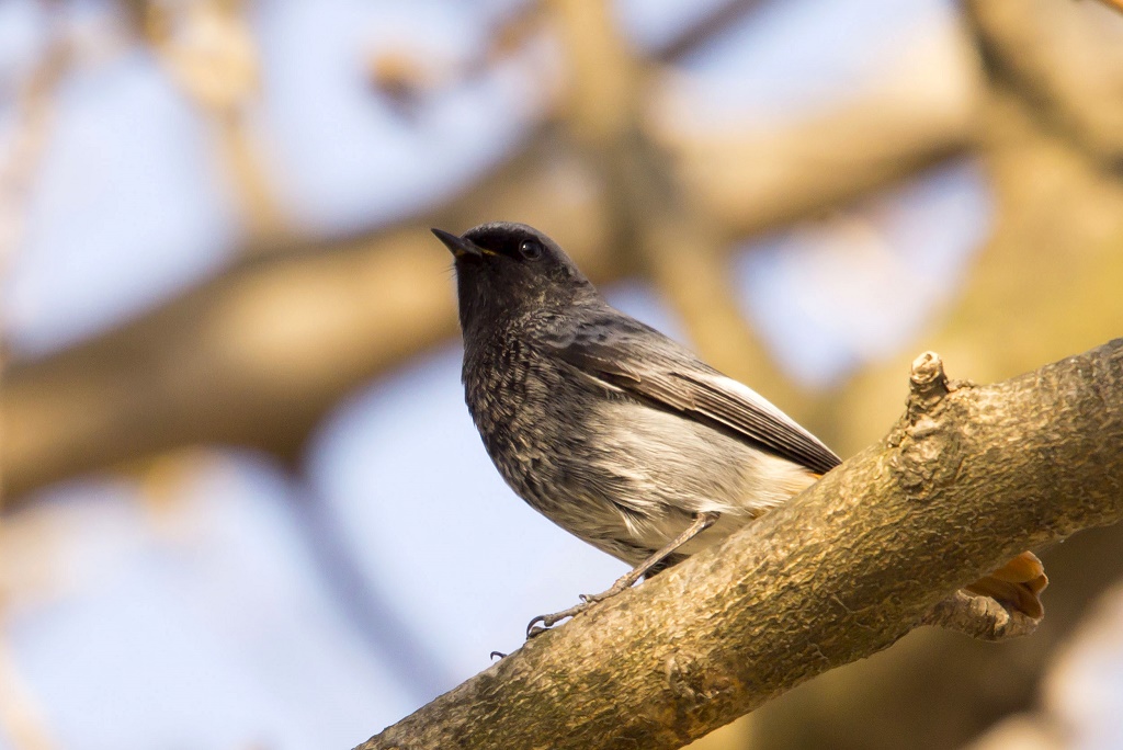 Black Redstart