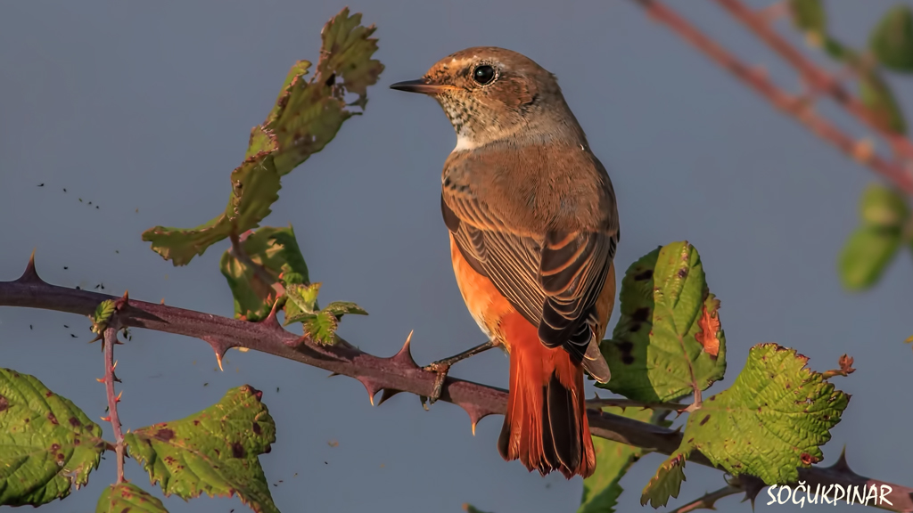 Common Redstart