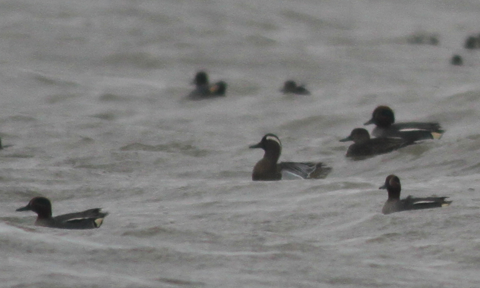 Garganey