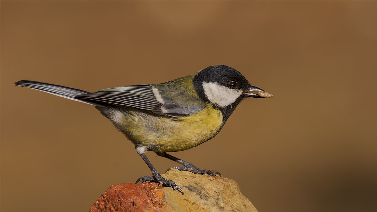 Great Tit