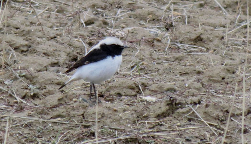 Finsch`s Wheatear