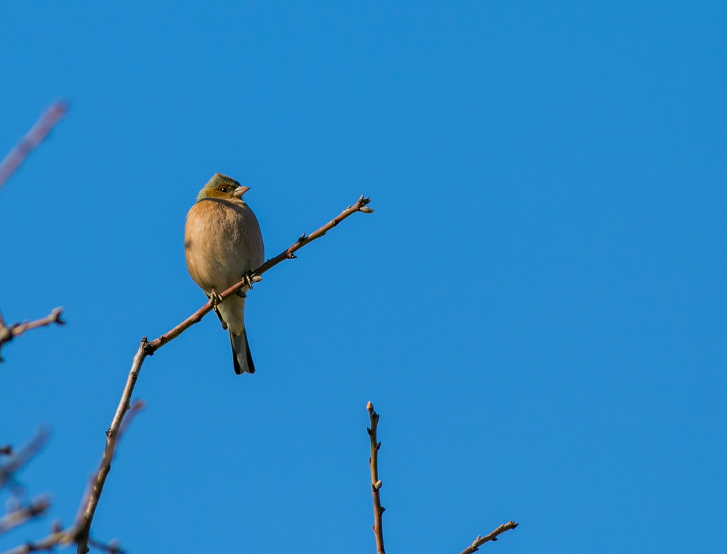 Eurasian Chaffinch