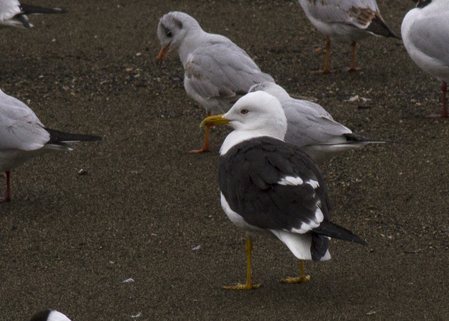Lesser Black-backed Gull