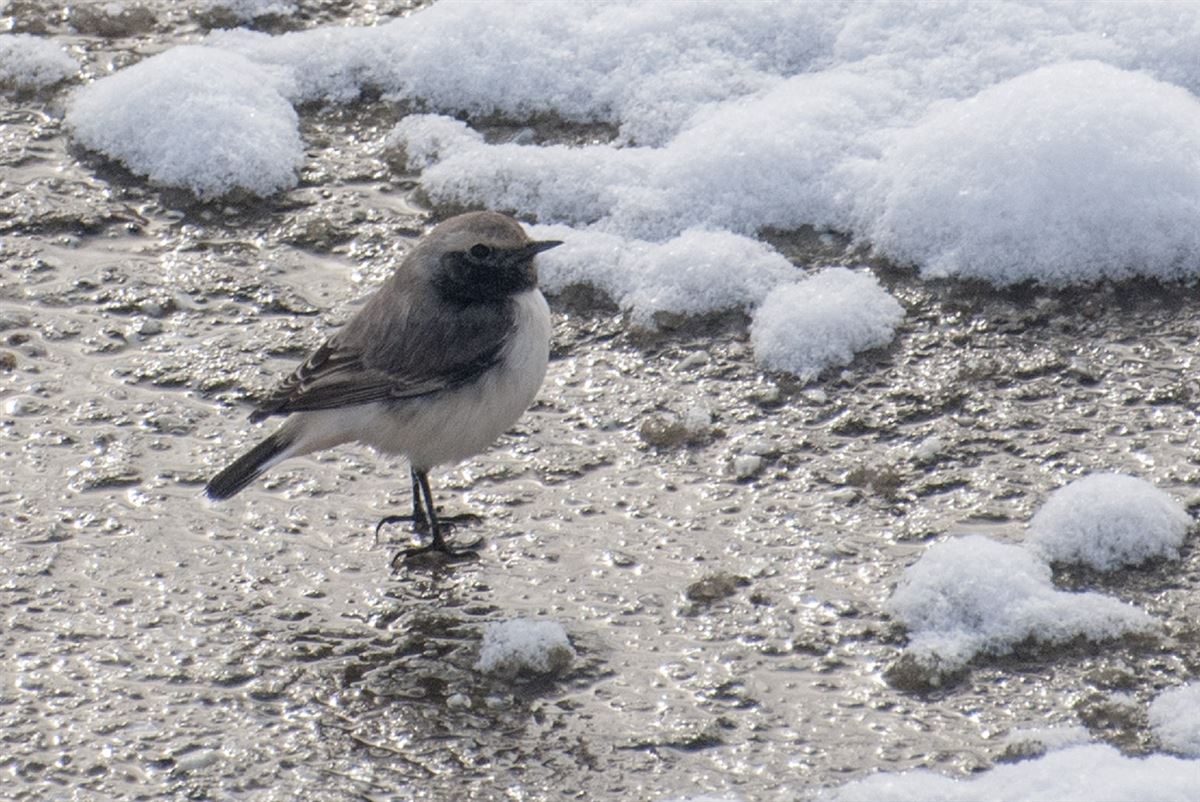 Finsch`s Wheatear