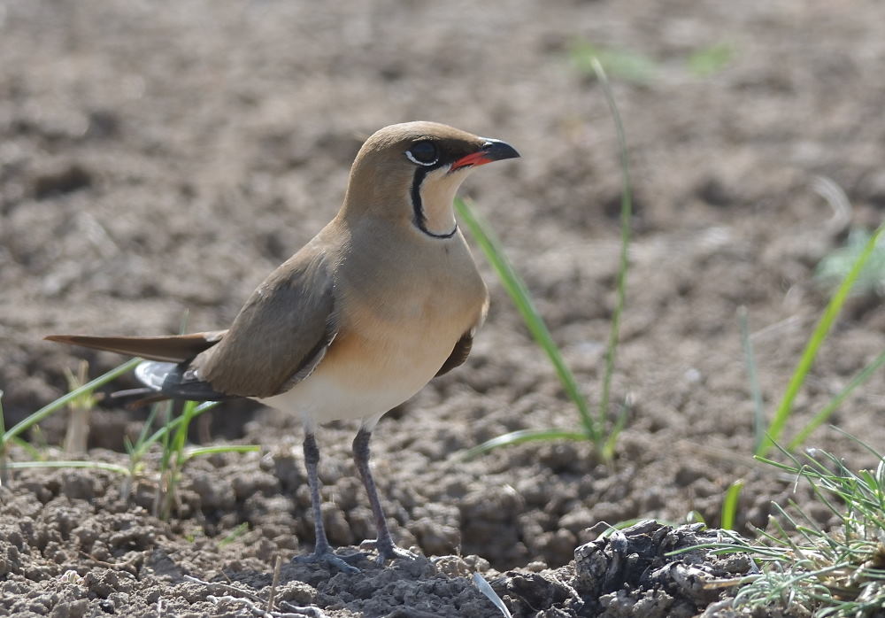 Collared Pratincole