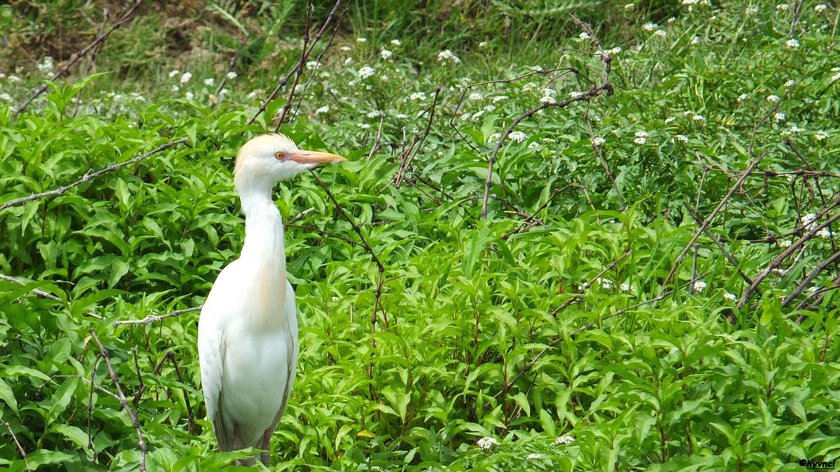 Western Cattle Egret