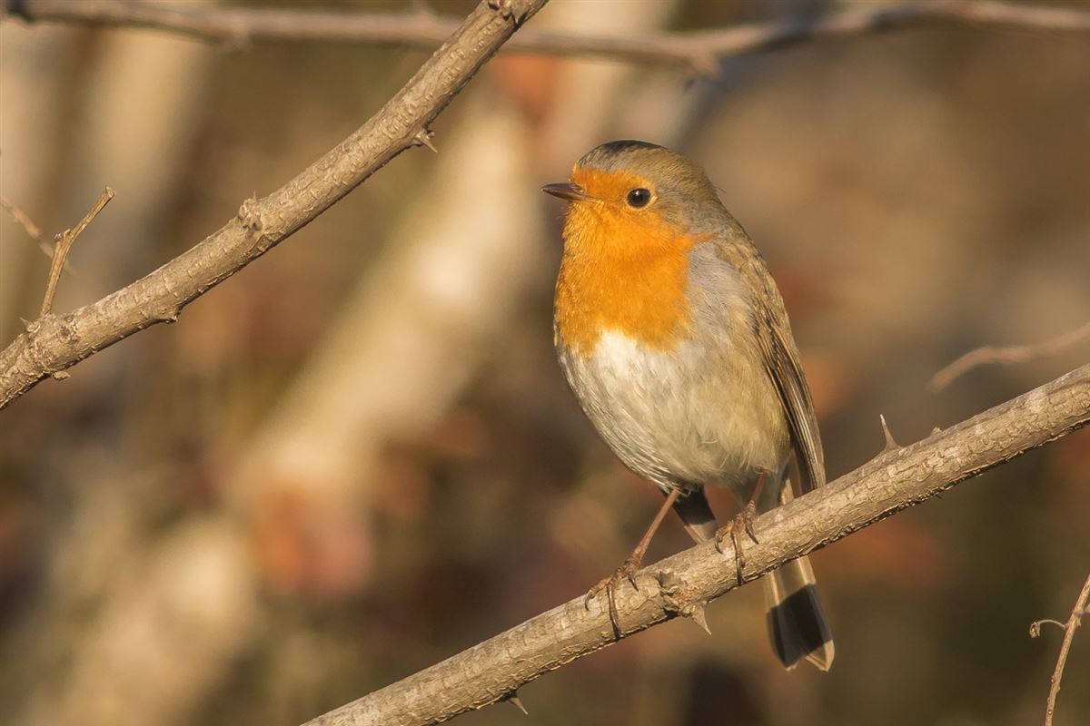 European Robin