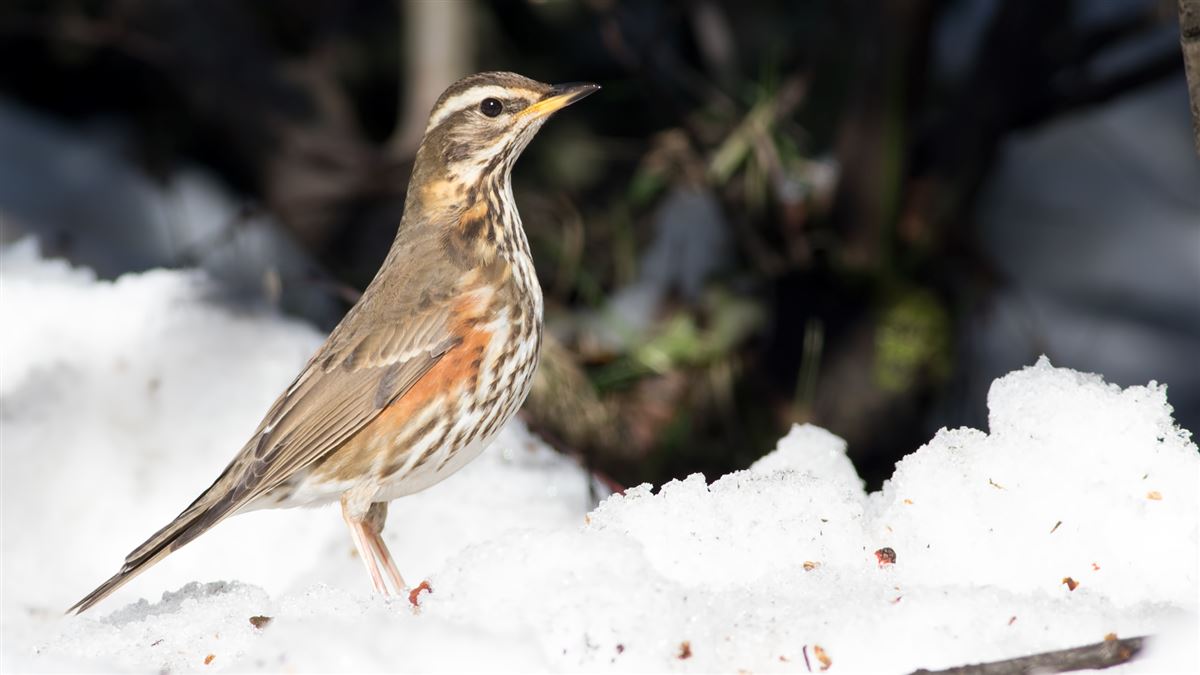 Redwing