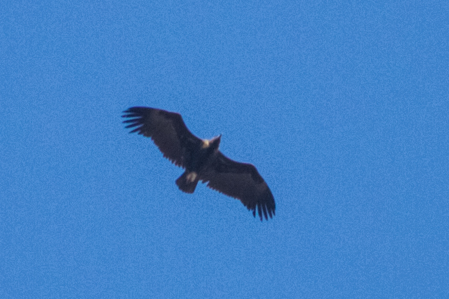Cinereous Vulture