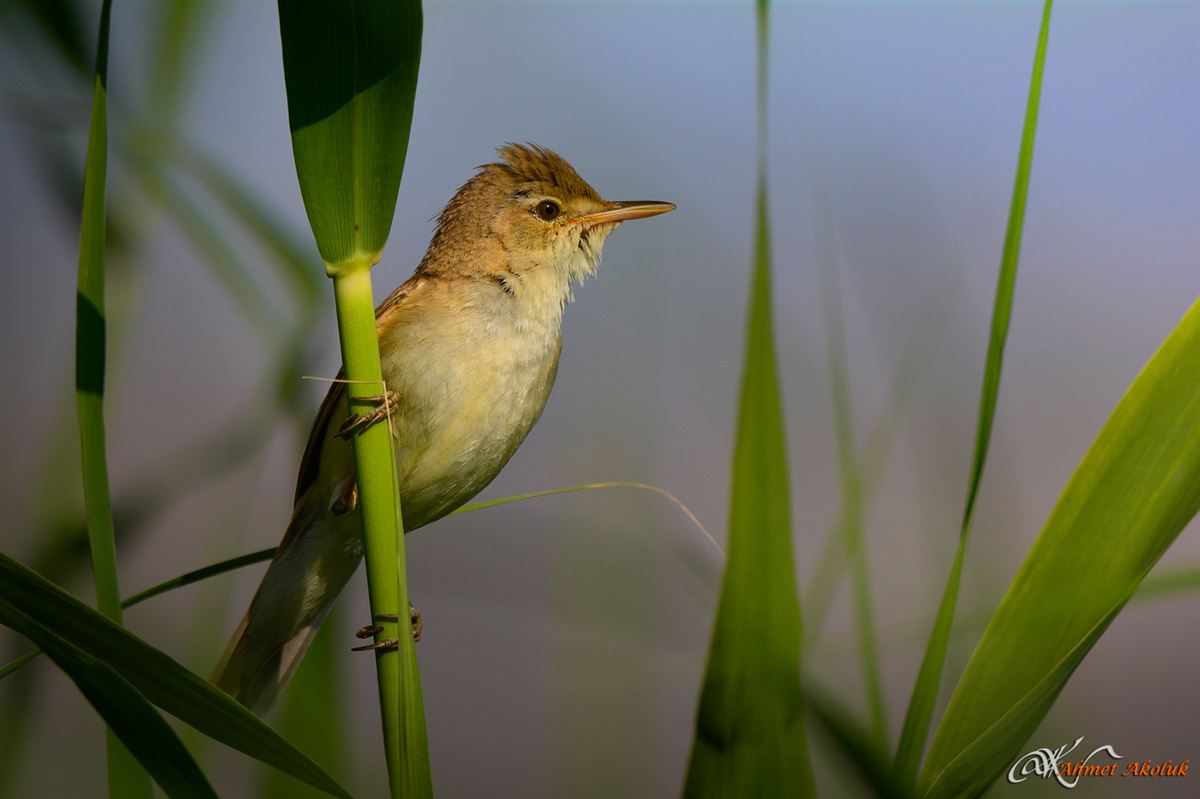 Common Reed Warbler