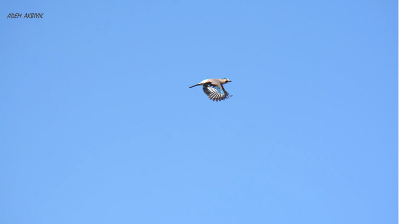 Eurasian Jay