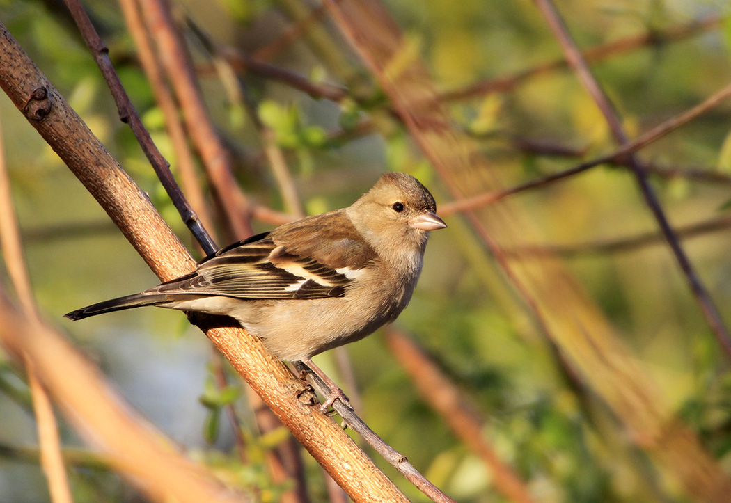Eurasian Chaffinch