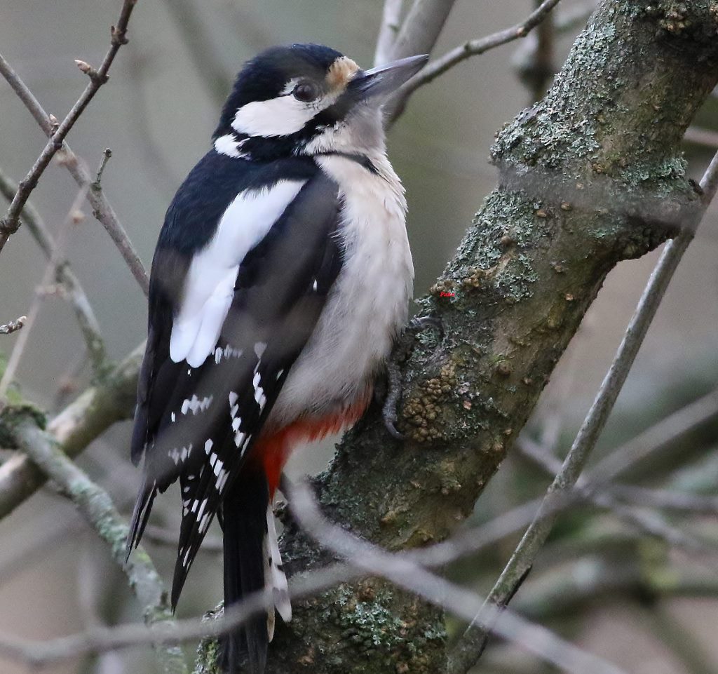 Great Spotted Woodpecker
