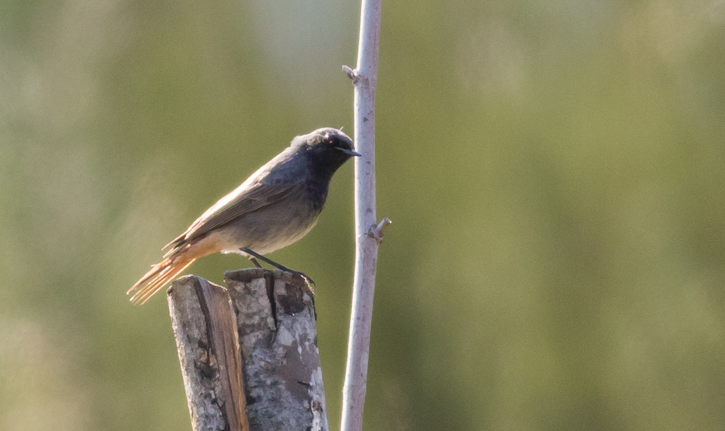 Black Redstart
