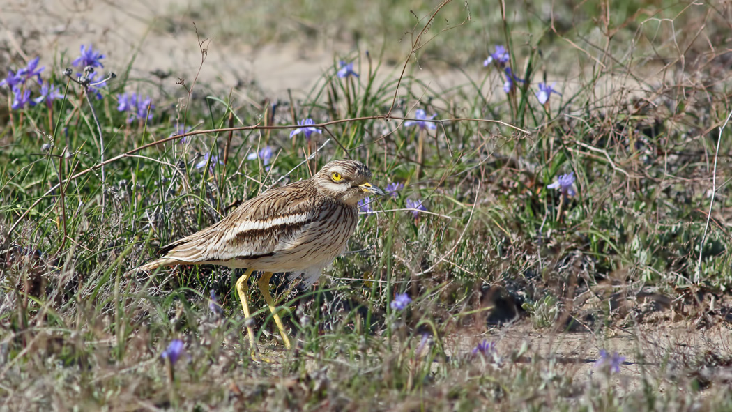 Eurasian Stone-curlew