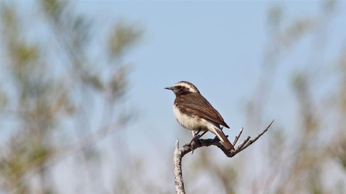 Cyprus Wheatear