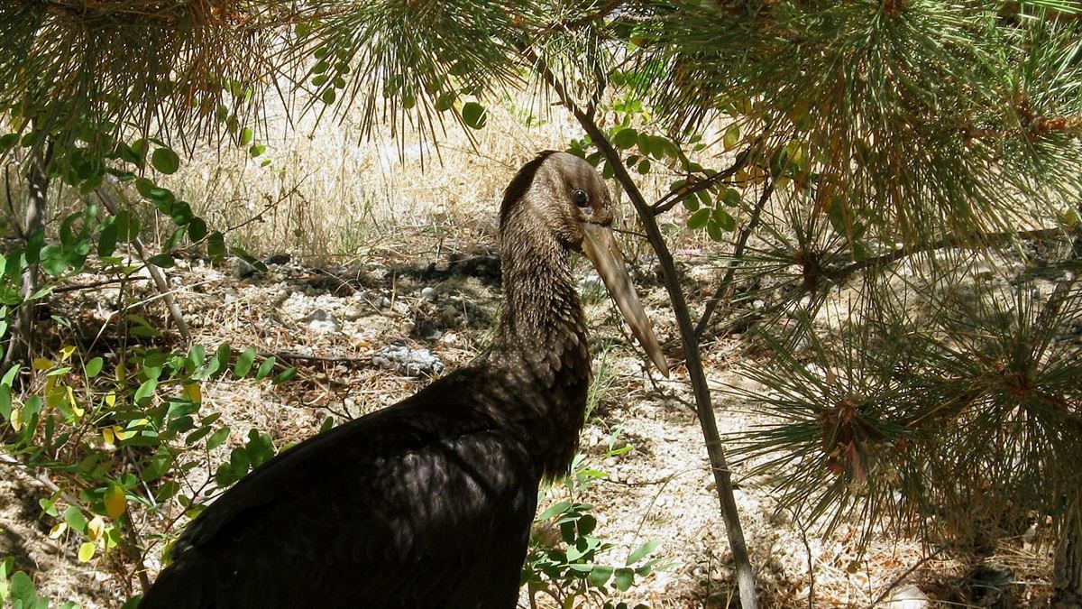 Black Stork