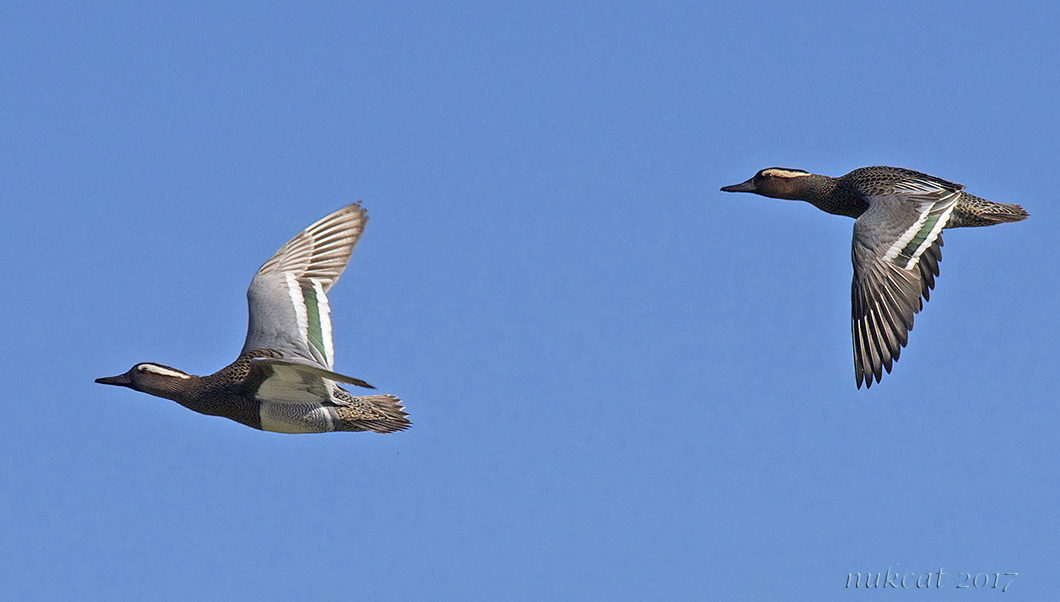 Garganey