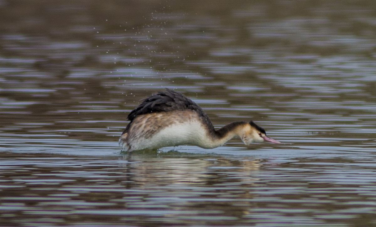Great Crested Grebe