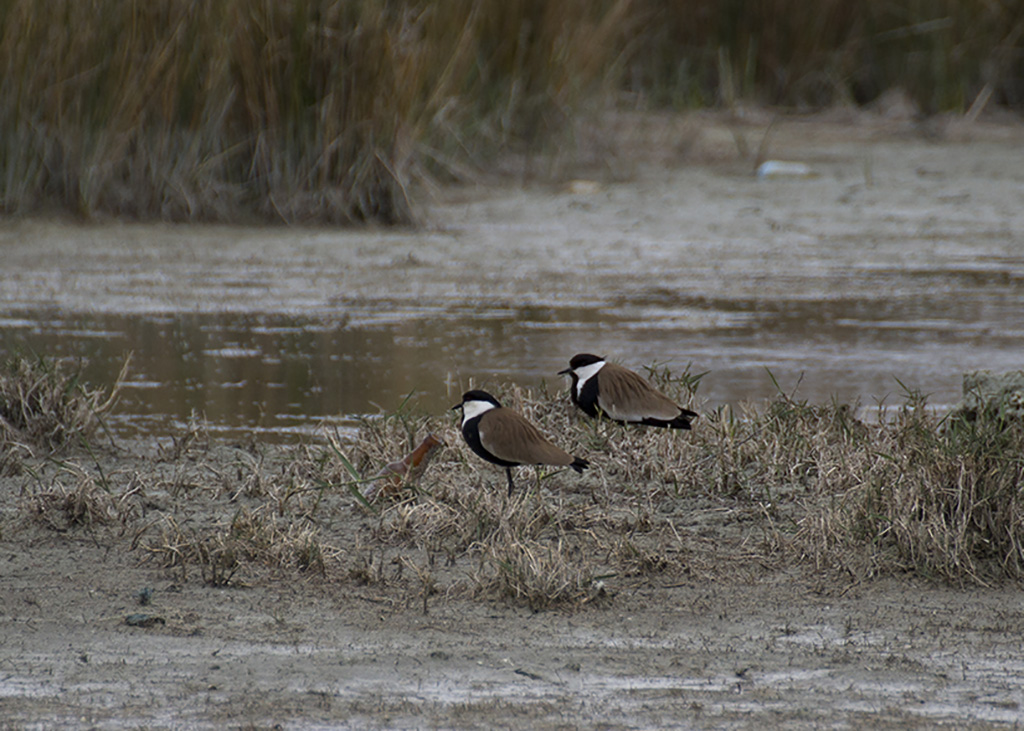 Spur-winged Lapwing