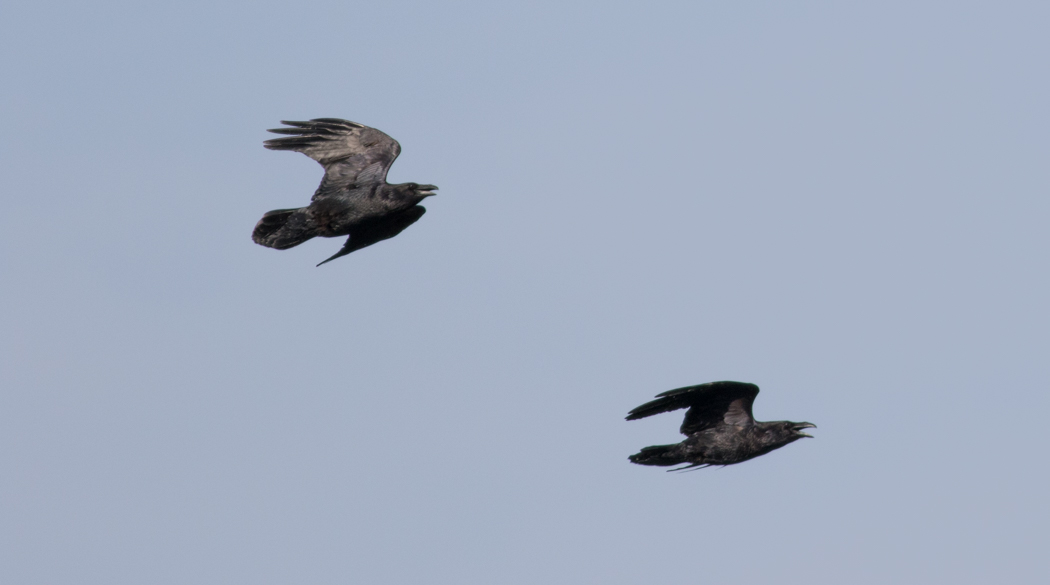 Northern Raven