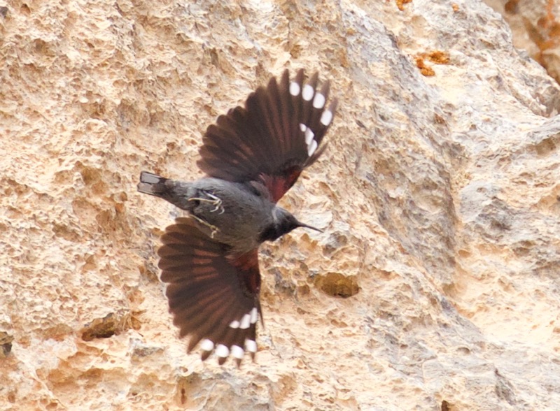 Wallcreeper