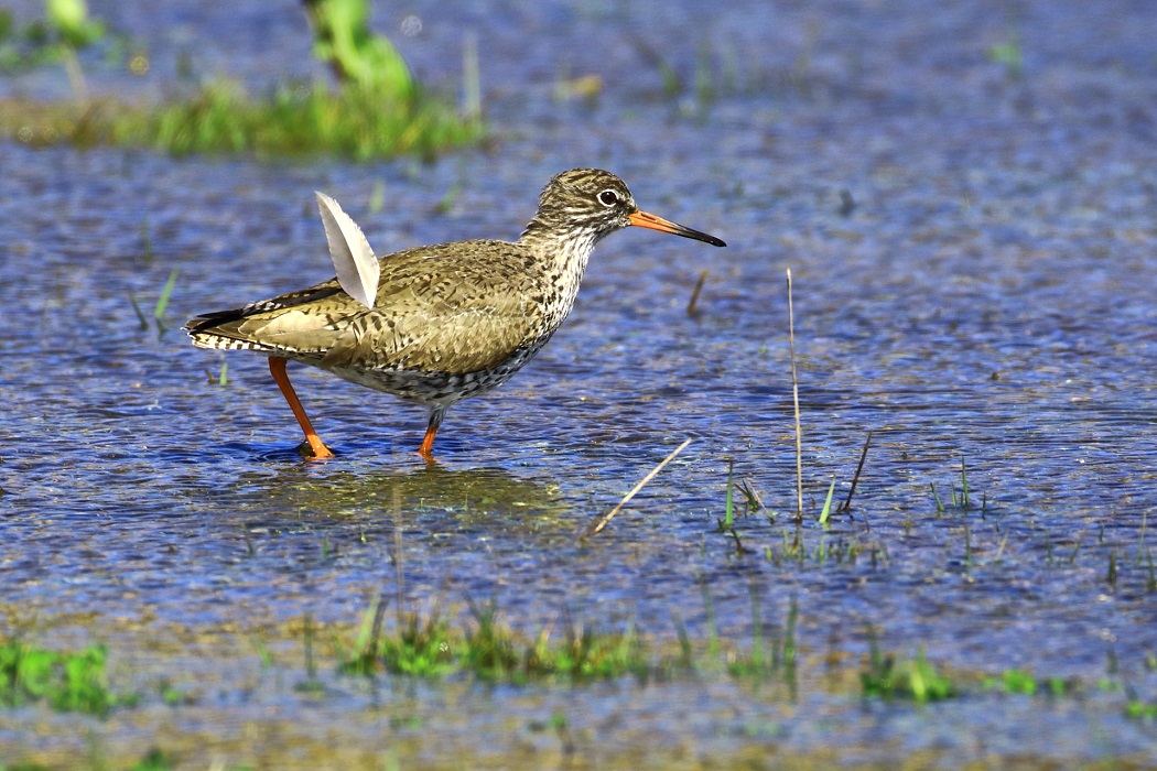 Common Redshank