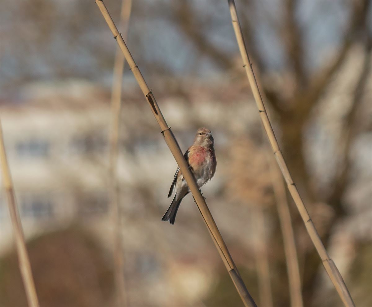 Common Linnet