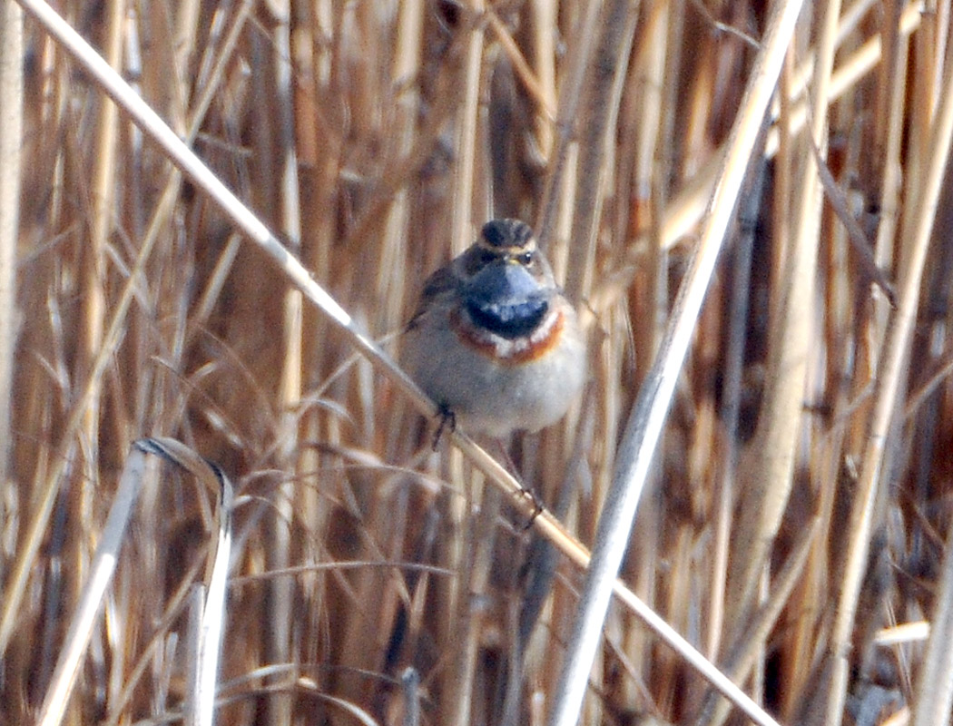 Bluethroat