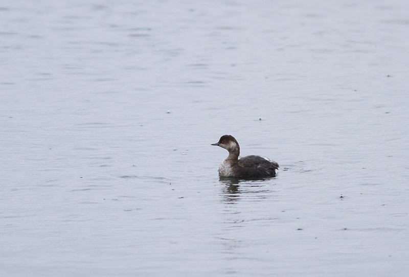 Black-necked Grebe