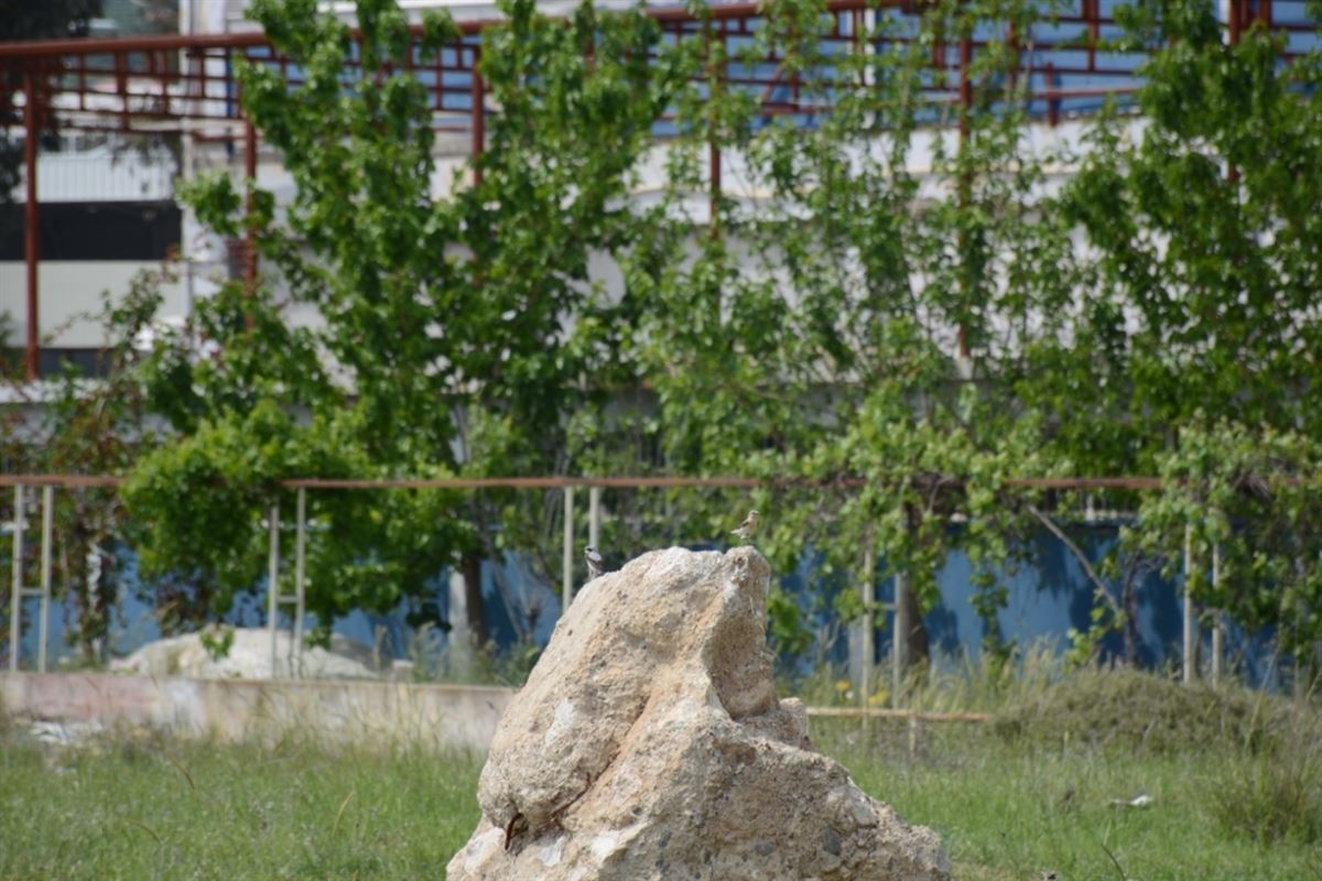 Kuyrukkakan