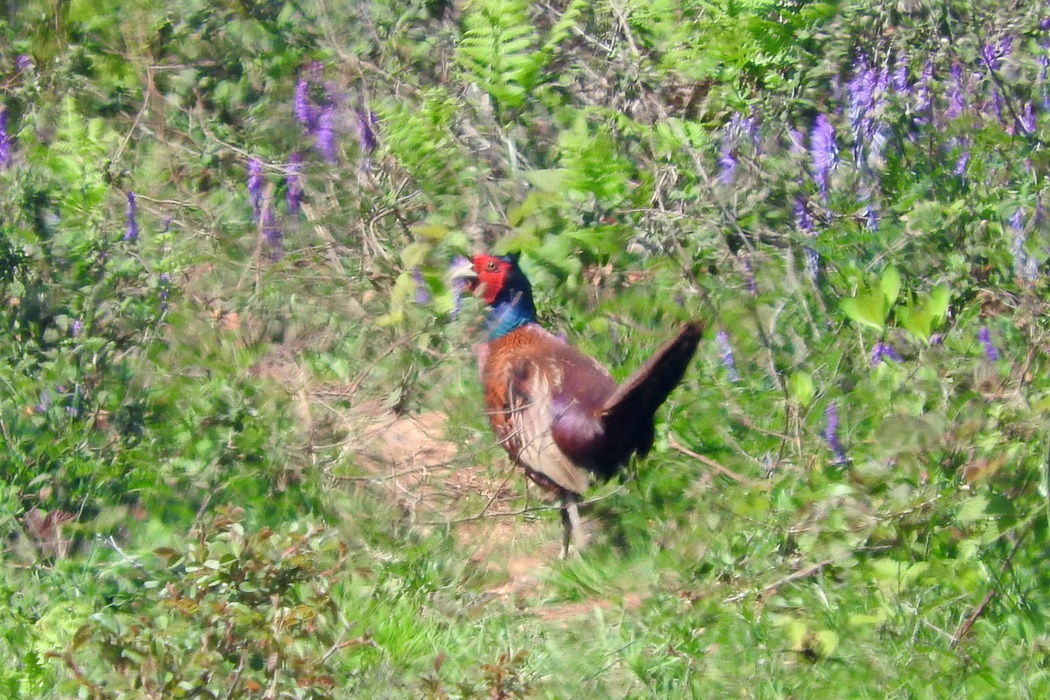Common Pheasant