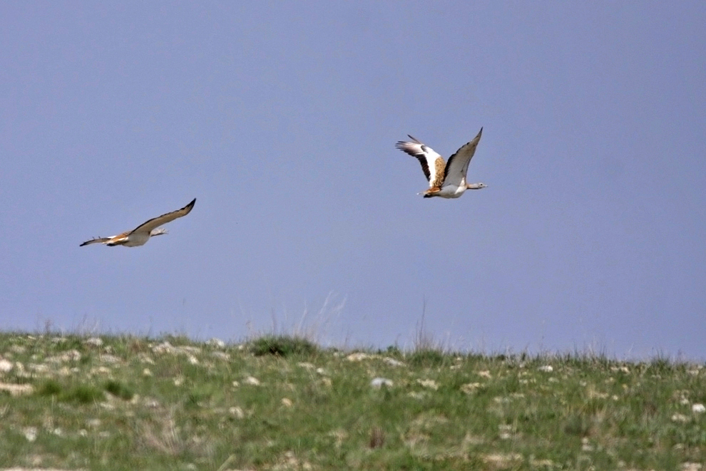 Great Bustard