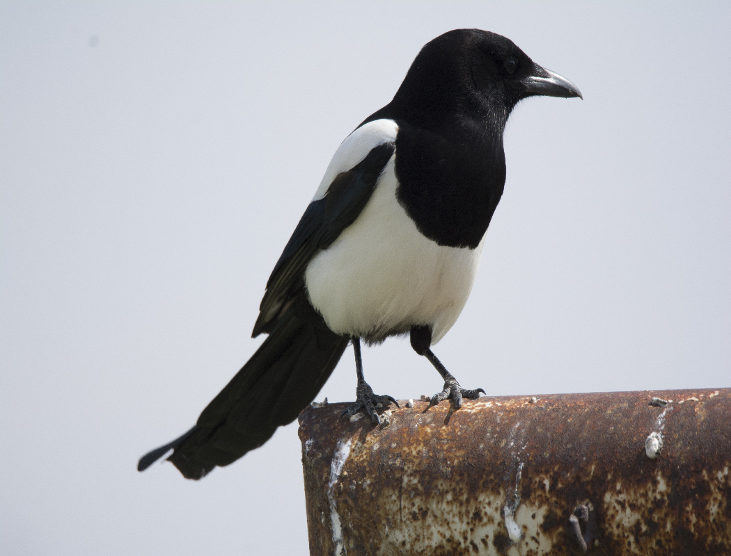 Eurasian Magpie