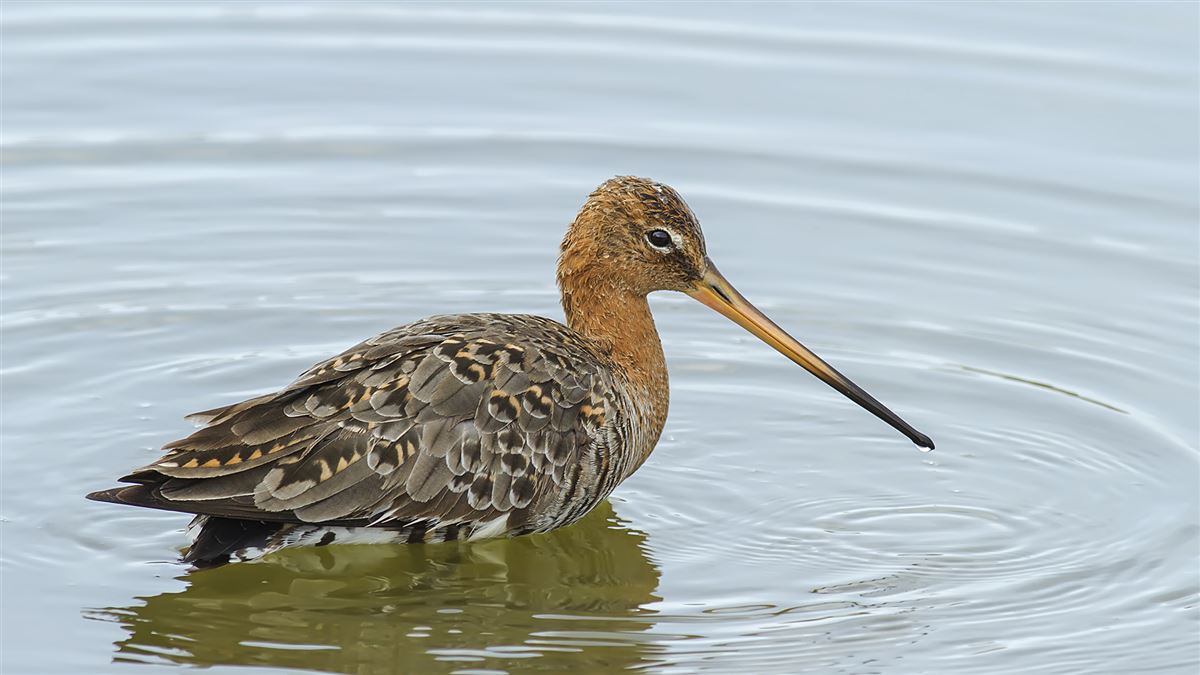 Black-tailed Godwit