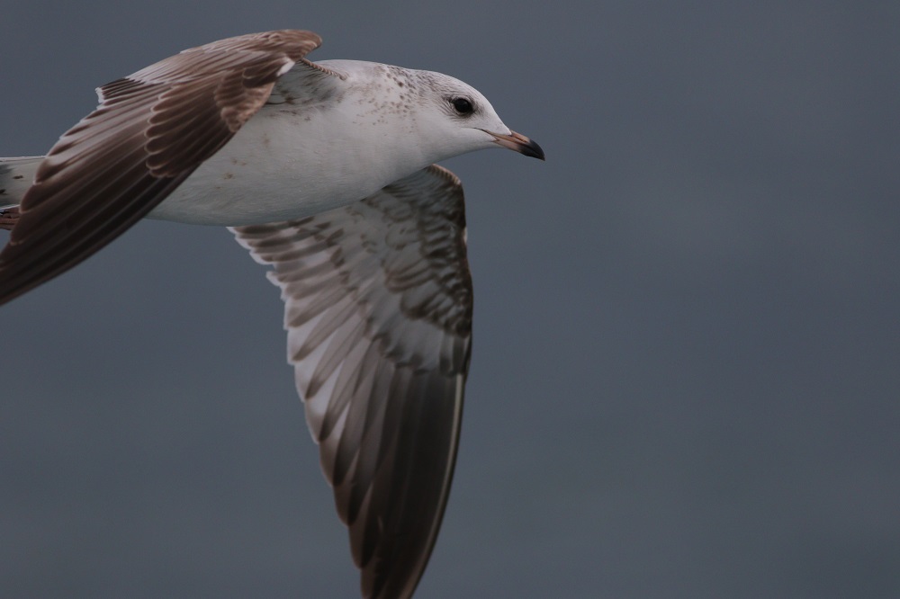 Common Gull
