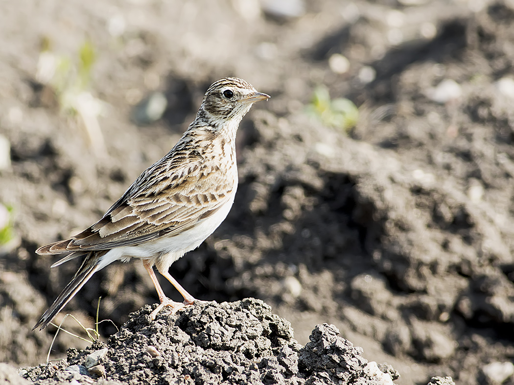 Eurasian Skylark