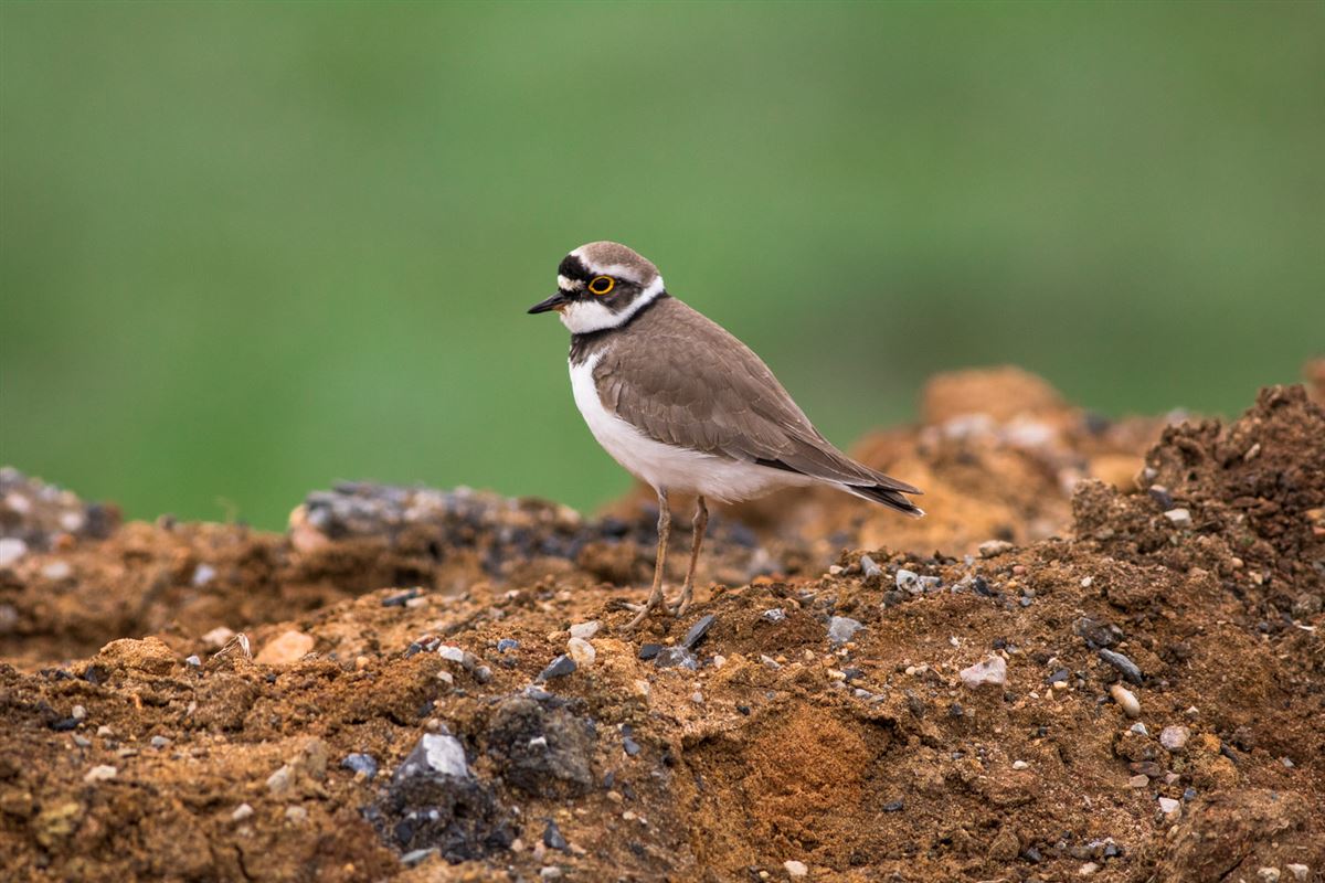Little Ringed Plover