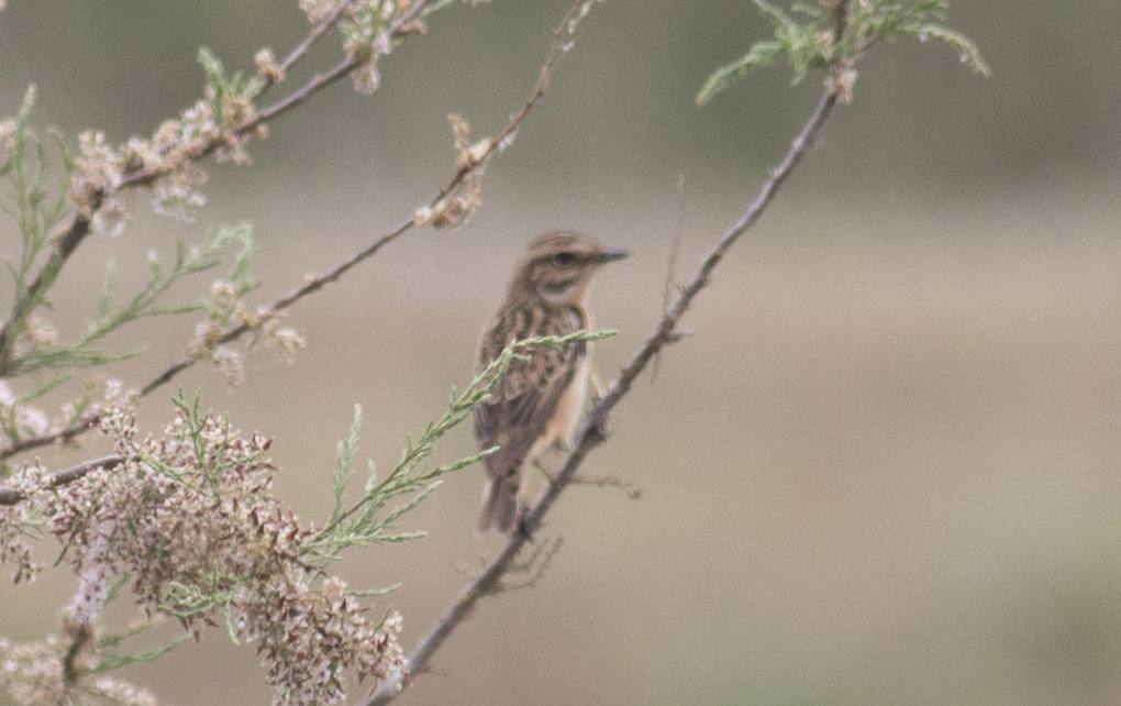 Whinchat
