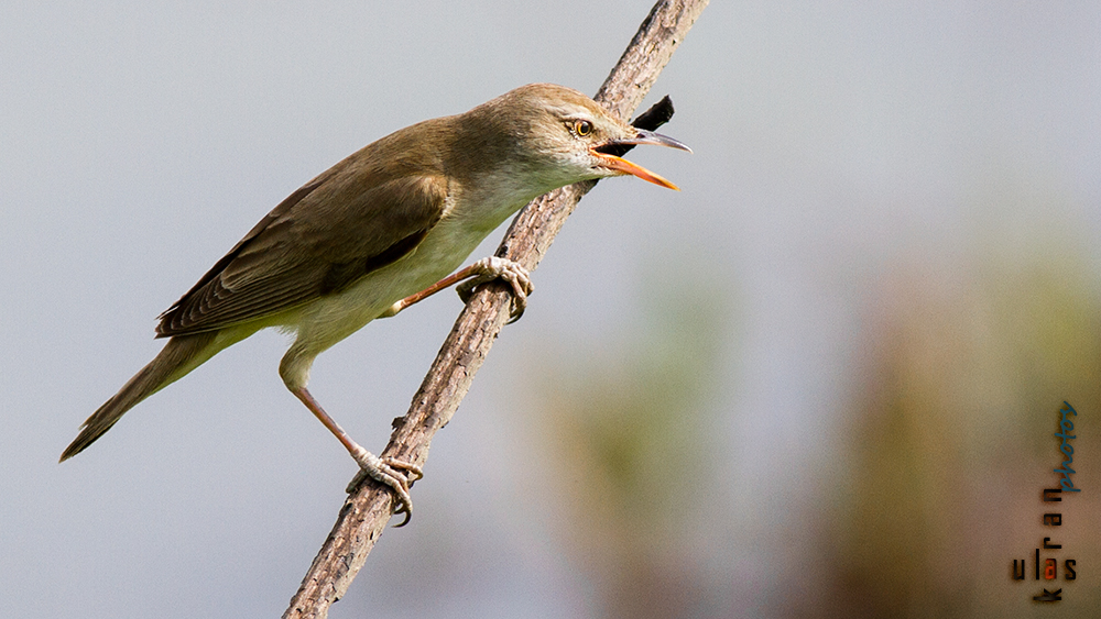 Great Reed Warbler