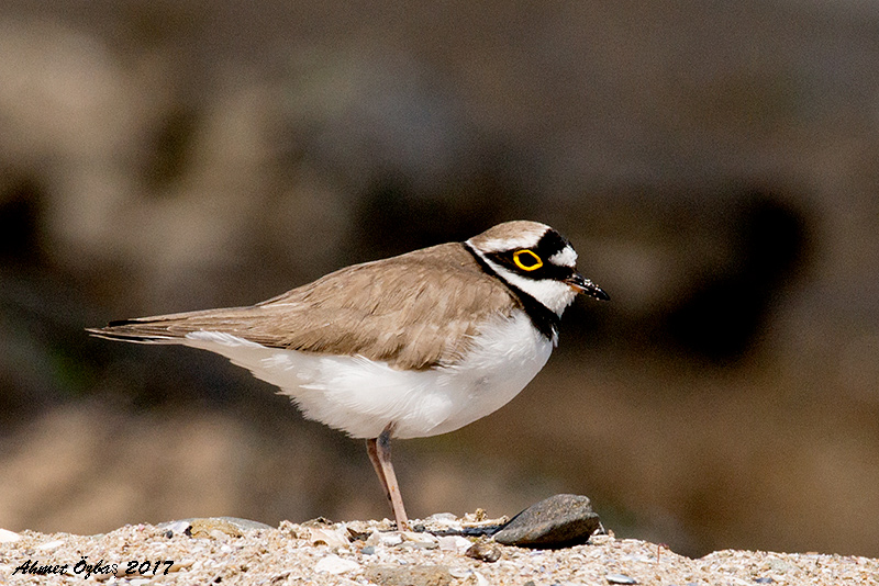 Little Ringed Plover