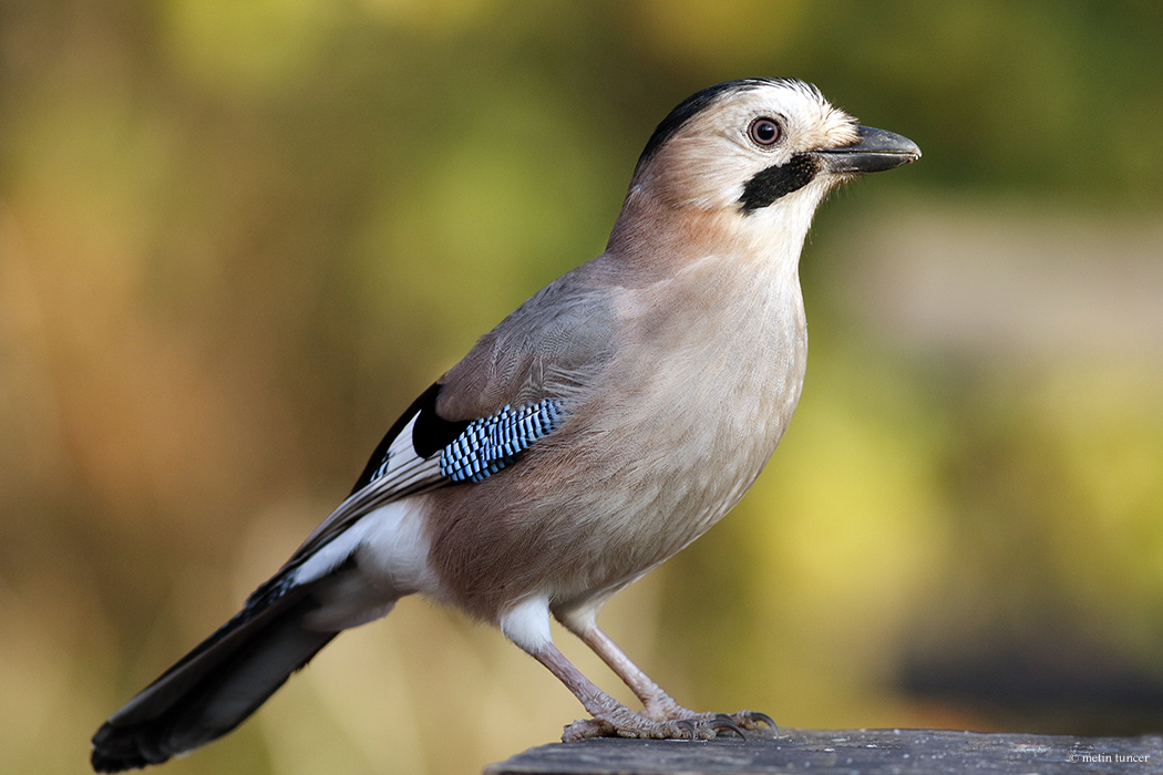 Eurasian Jay