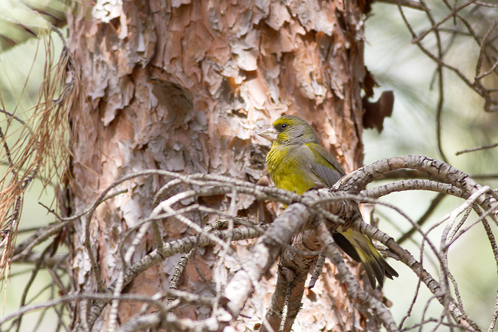 European Greenfinch