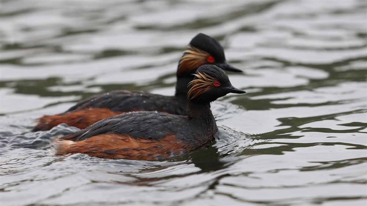 Black-necked Grebe