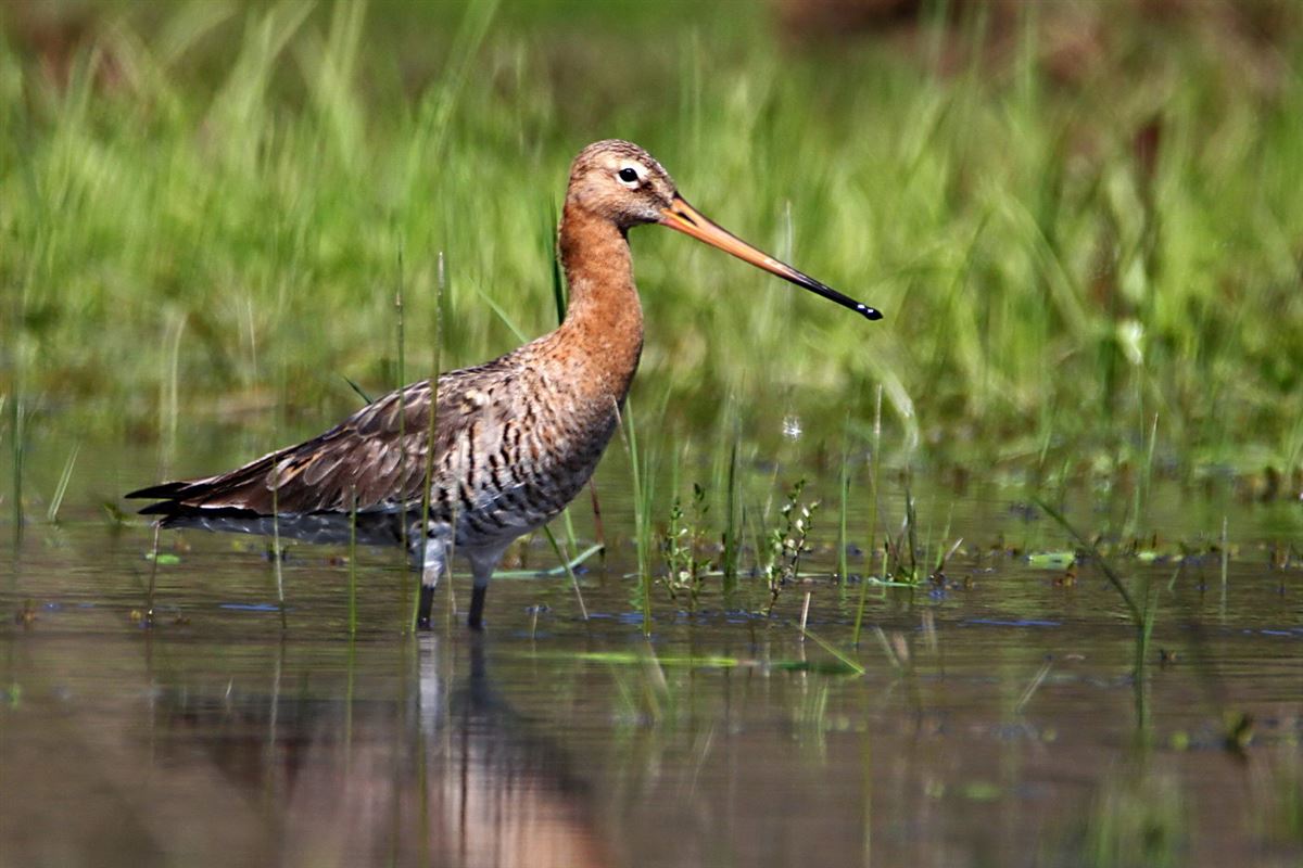Black-tailed Godwit