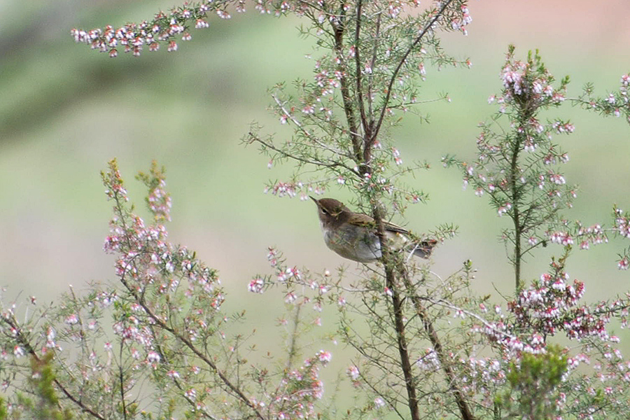 Common Chiffchaff