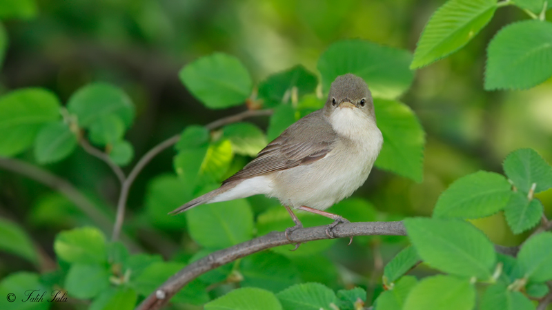 Eastern Olivaceous Warbler