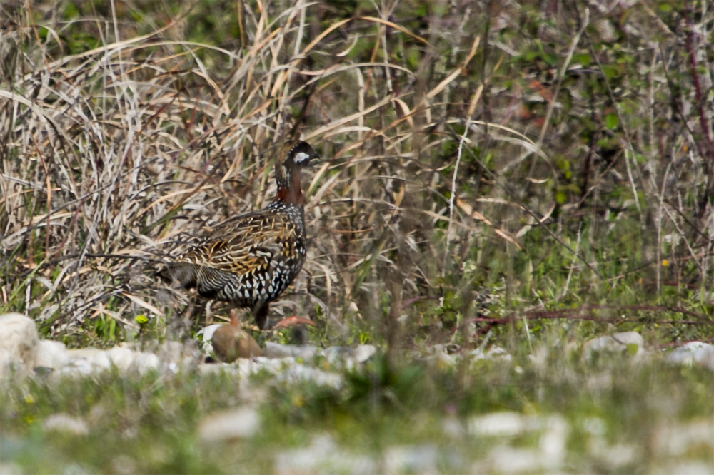 Black Francolin