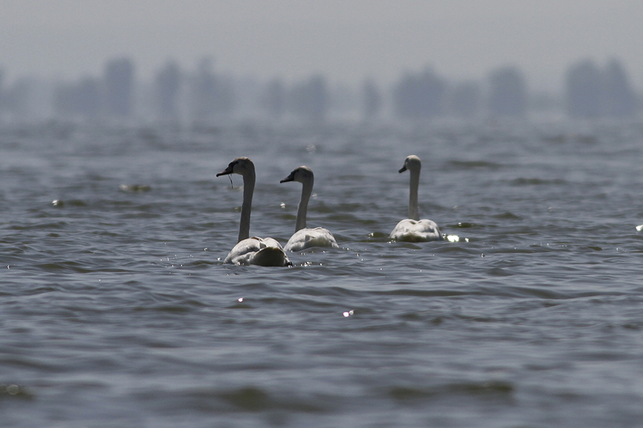 Mute Swan